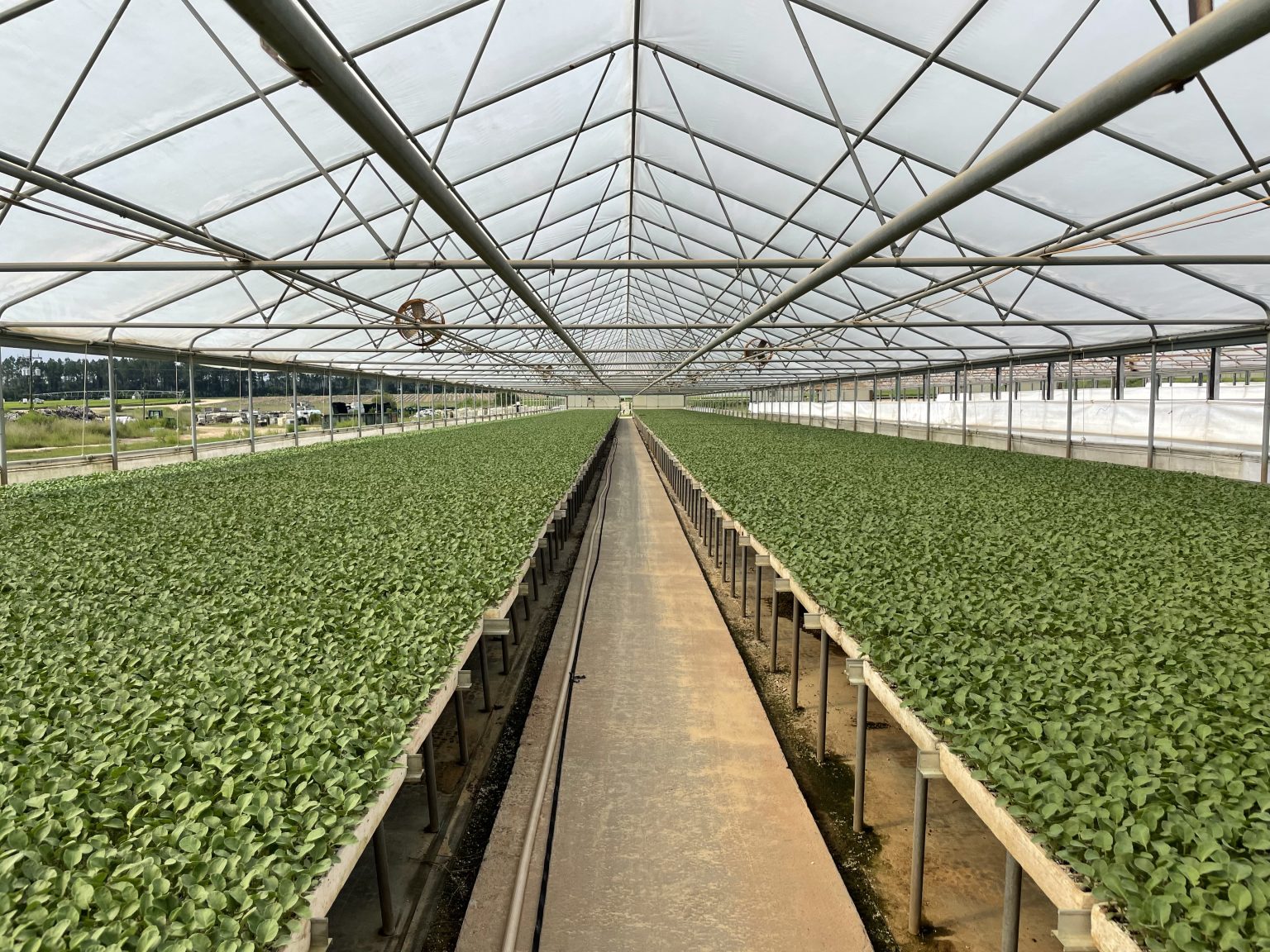 Vegetable Seedlings Production Alabama Cooperative Extension System