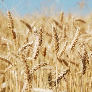 Close-Up Of Wheat Field Against Clear Sky