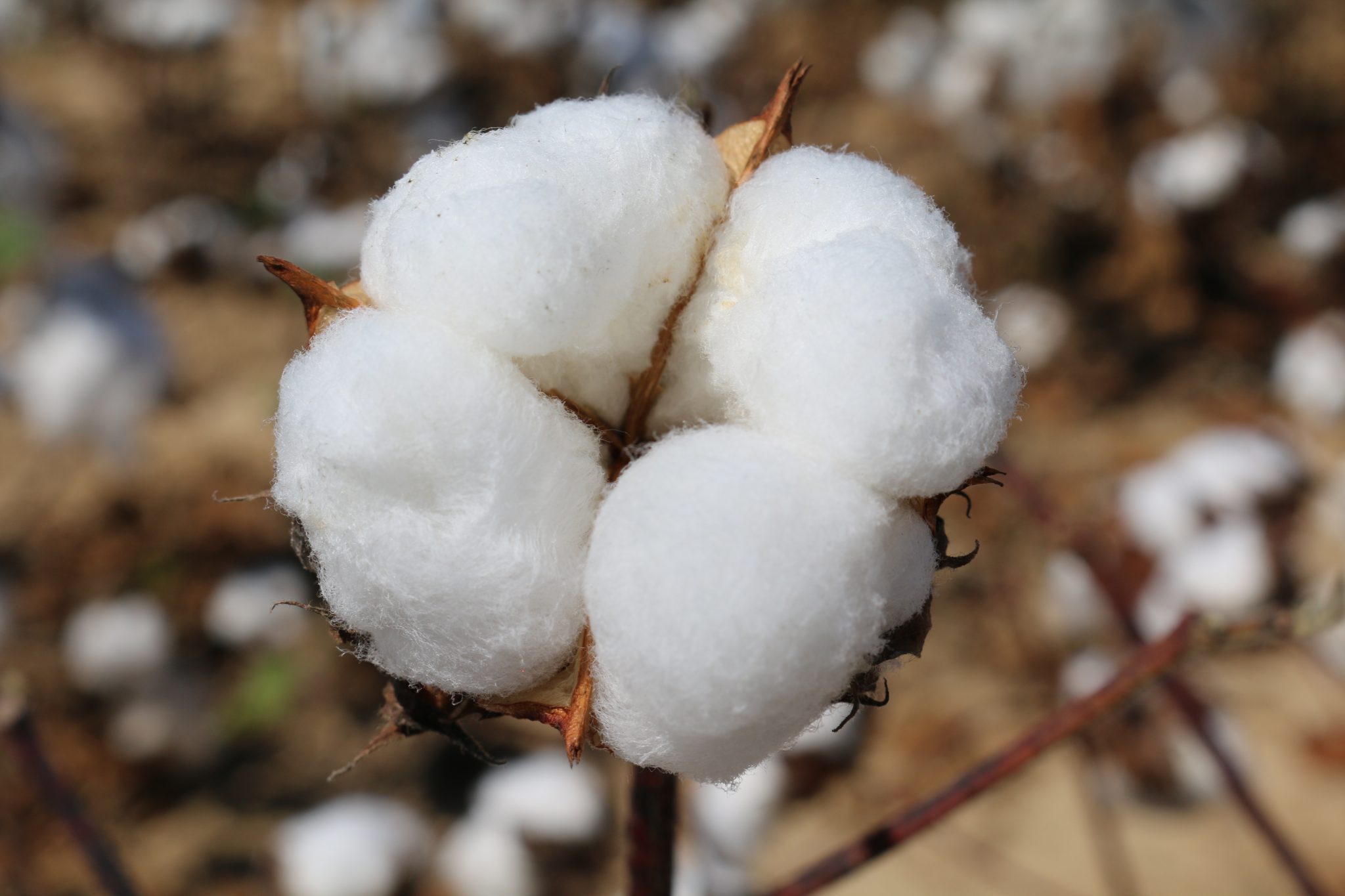  Cotton
