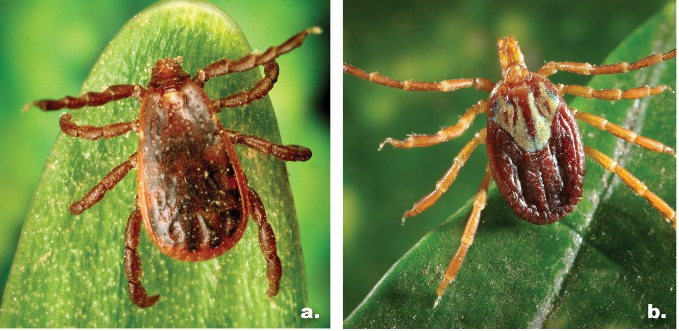 Ticks & Tick-borne Illnesses in Alabama - Alabama Cooperative Extension ...