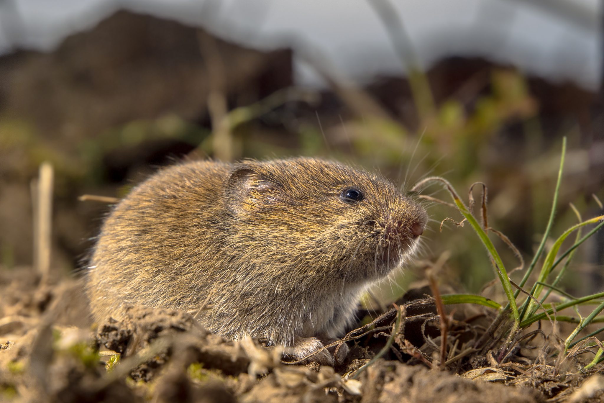 Vole – Damage to Plants and Control