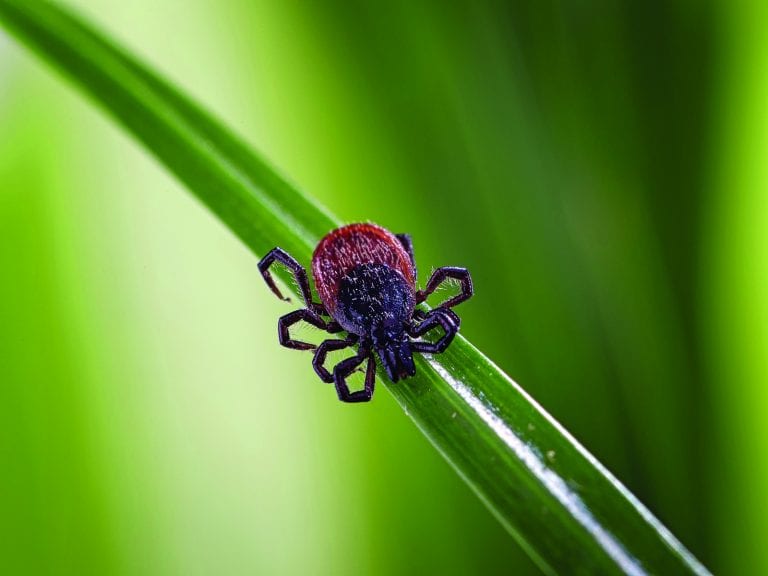 Ticks & Tick-borne Illnesses in Alabama - Alabama Cooperative Extension ...