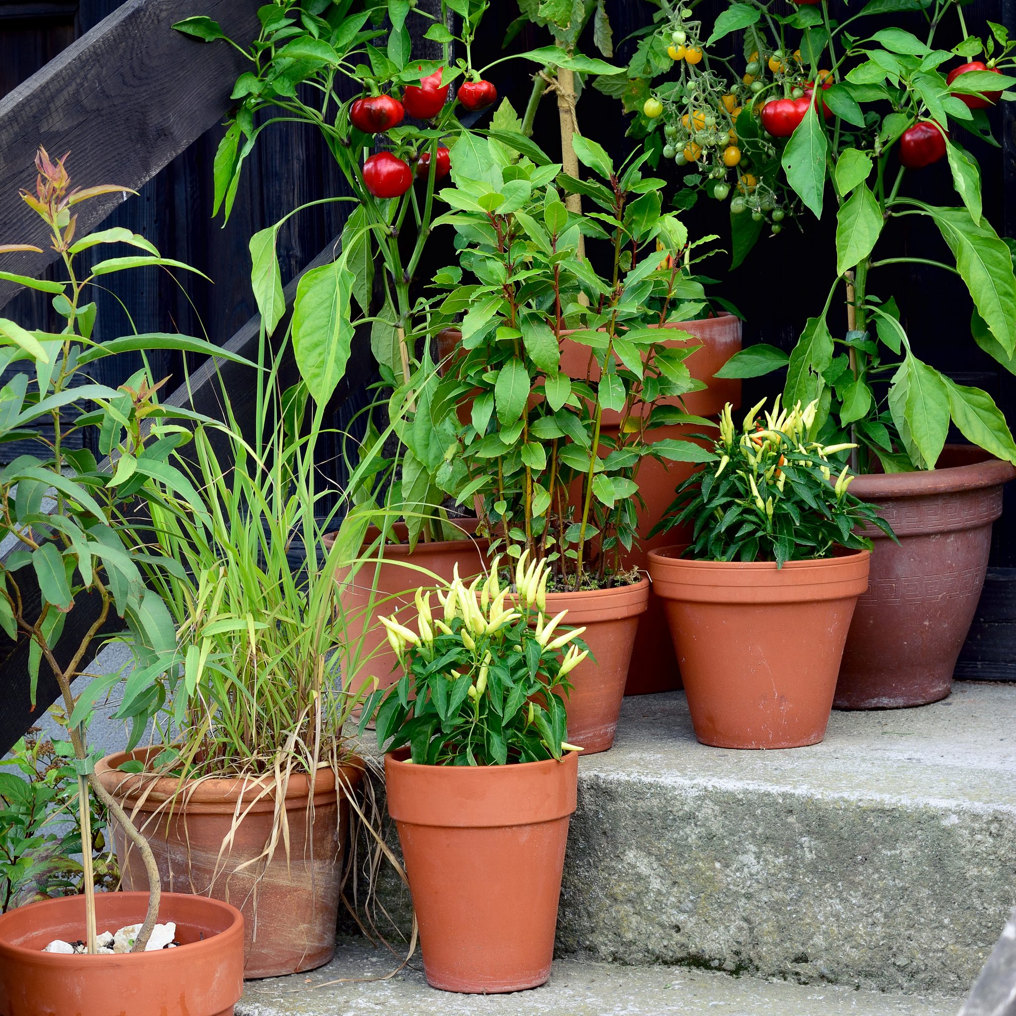 Soil Descriptions And Plant Selections For The Montgomery