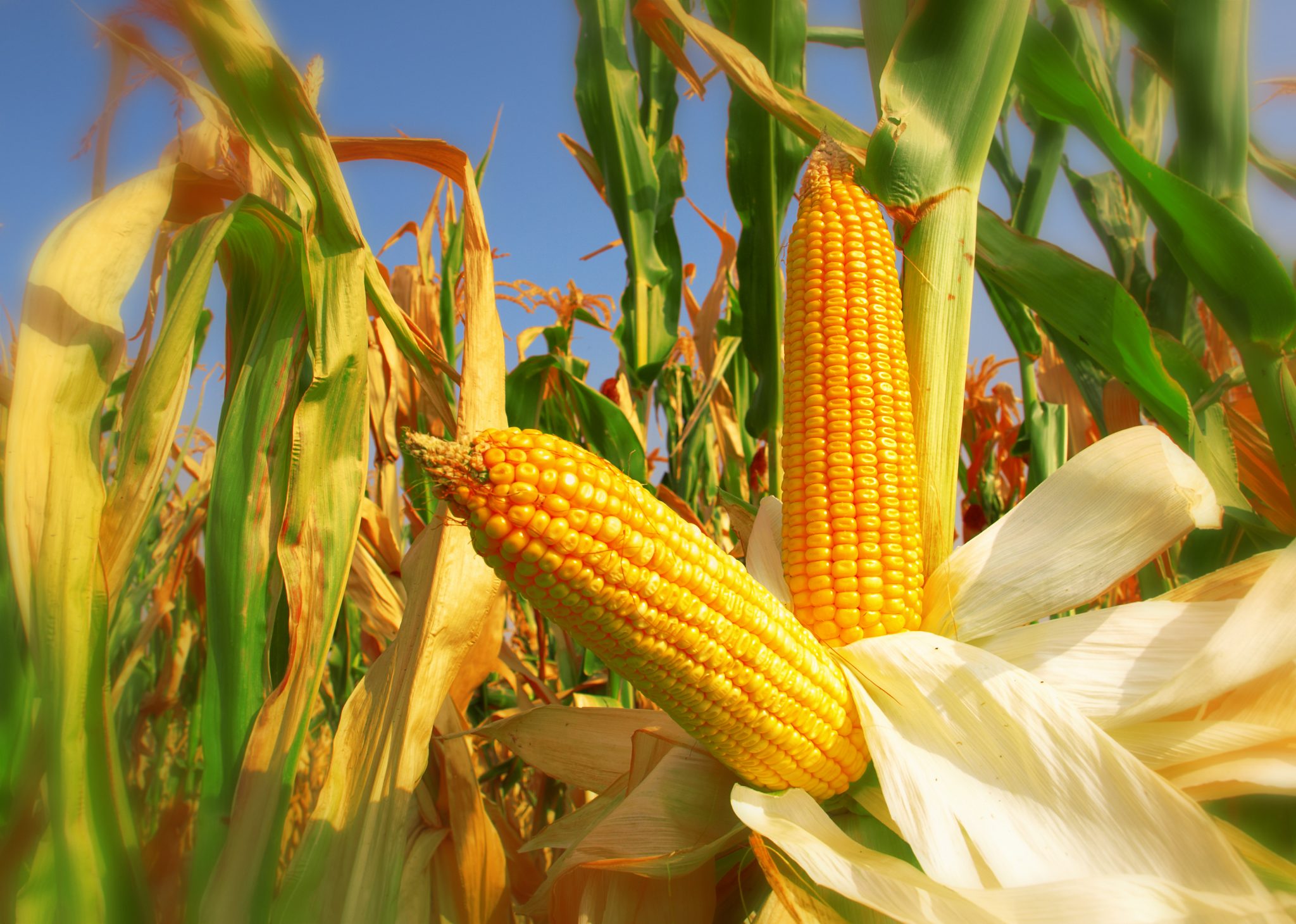 Adapting Corn Production to Climate in Alabama - Alabama Cooperative  Extension System