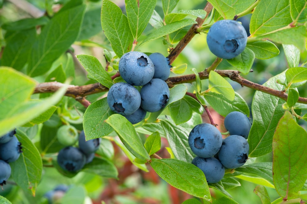Deciding Which Blueberry Cultivars To Plant Alabama Cooperative Extension System