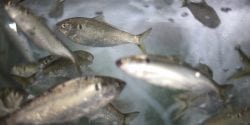 Konoshiro (dotted gizzard shad)