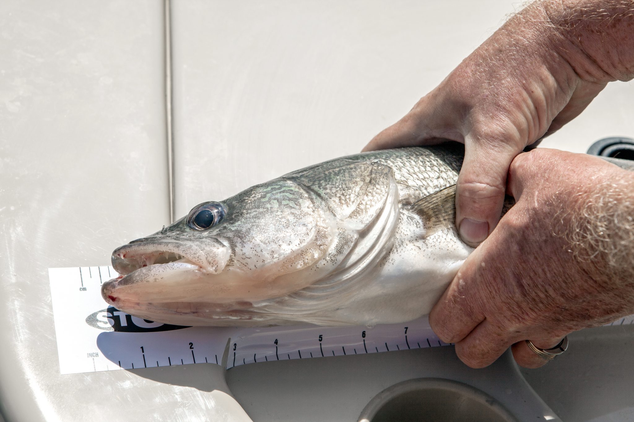 How To Measure fish