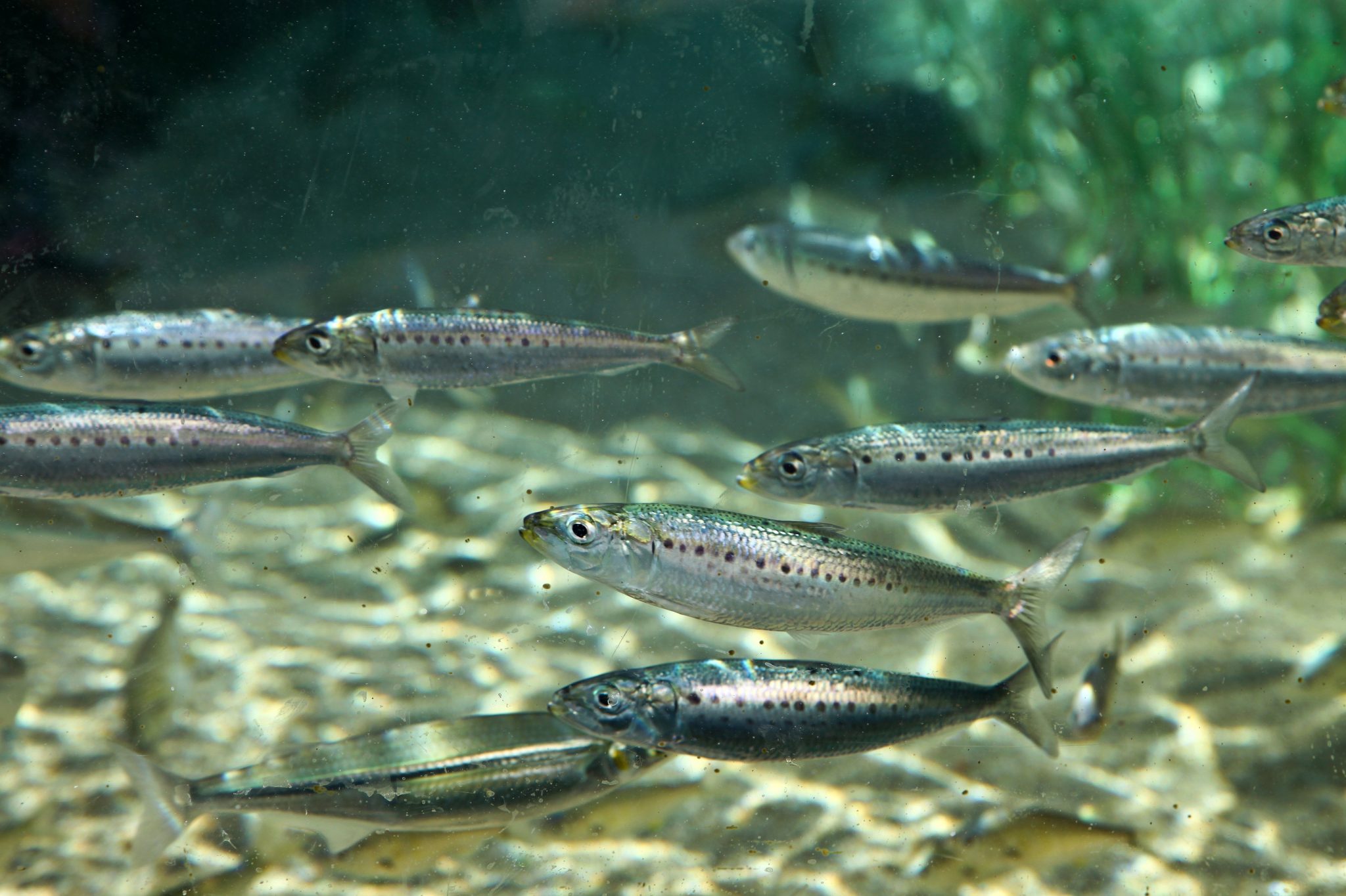 Suppliers for Minnows and Shiners - Alabama Cooperative Extension