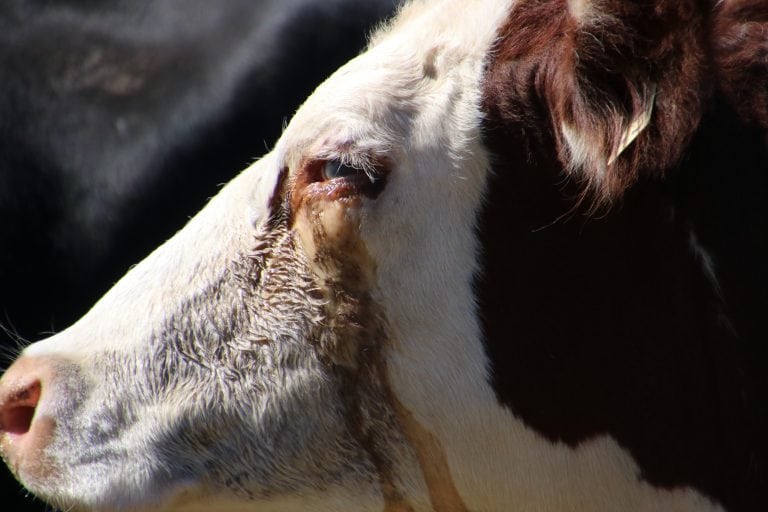 Pinkeye in Cattle - Alabama Cooperative Extension System