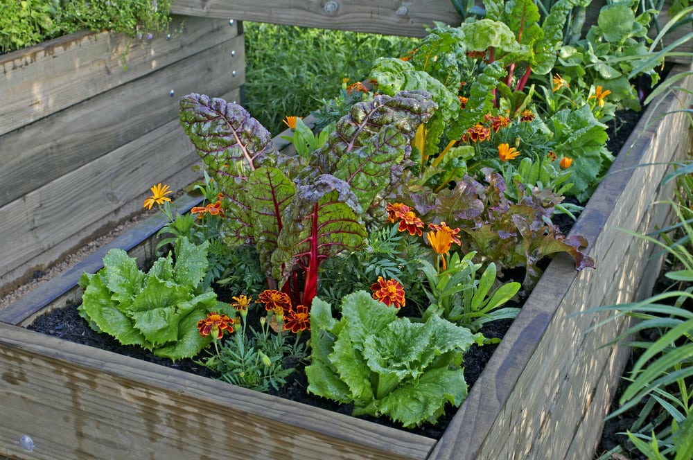 How to Grow Vegetables in Containers From Spring to Fall