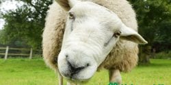 Alabama 4-H livestock quiz bowl sheep
