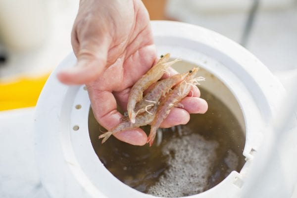 Aquaculture of Bait Shrimp on the Gulf Coast - Alabama Cooperative