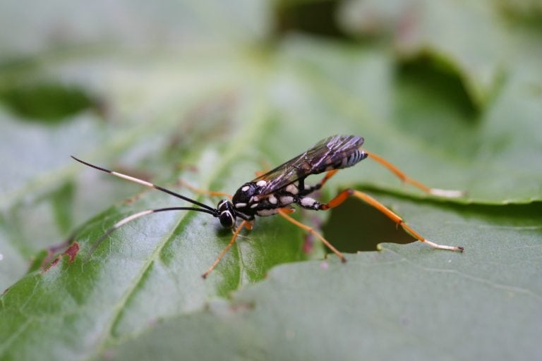 Top Ten Most Wanted Bugs in Your Garden: Parasitic Wasp - Alabama ...