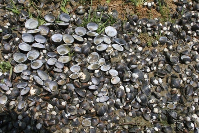 Freshwater Clams and Mussels - Alabama Cooperative Extension System