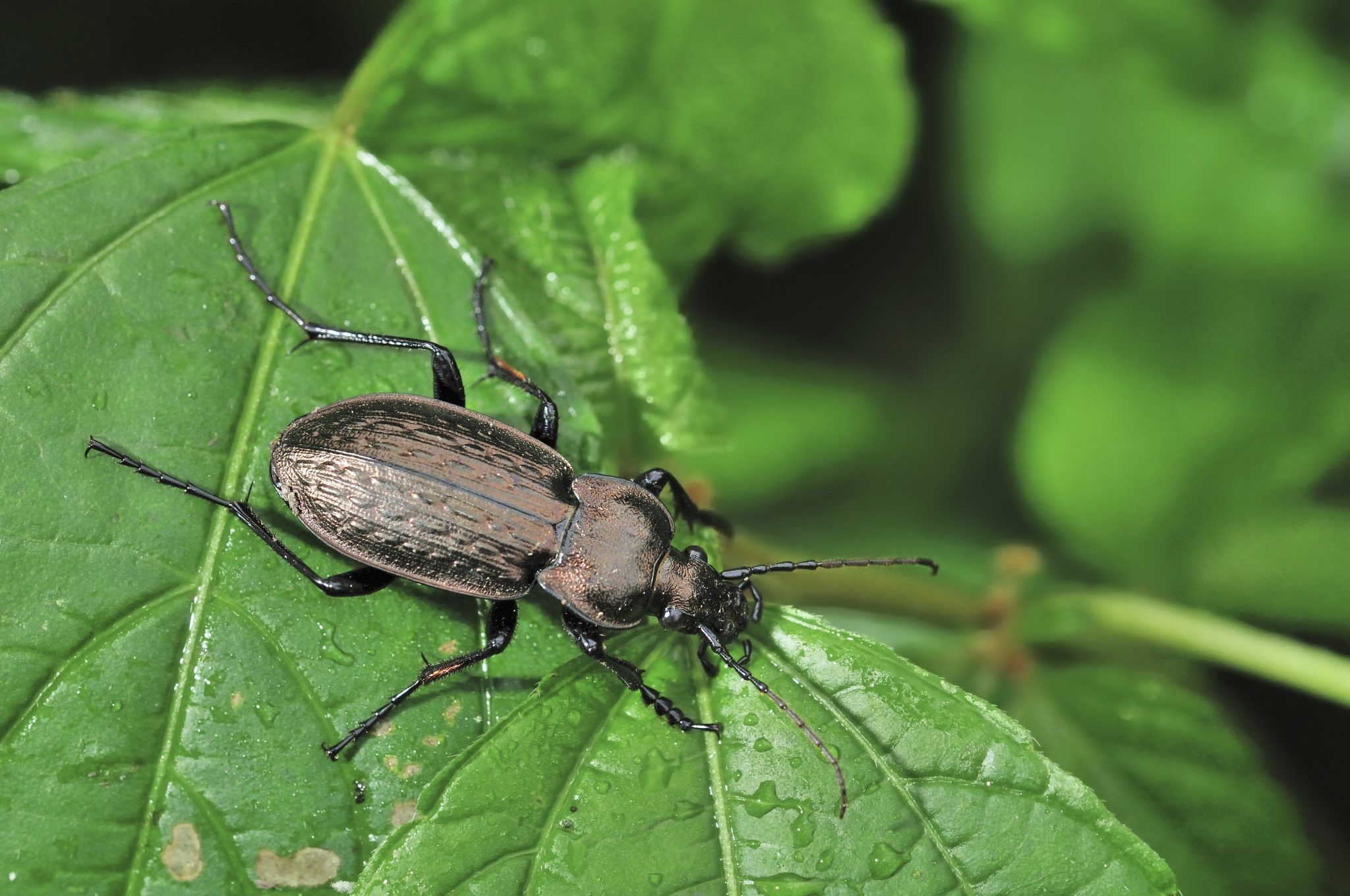 Top 10 Most Wanted Bugs in Your Garden – Ground Beetle - Alabama  Cooperative Extension System