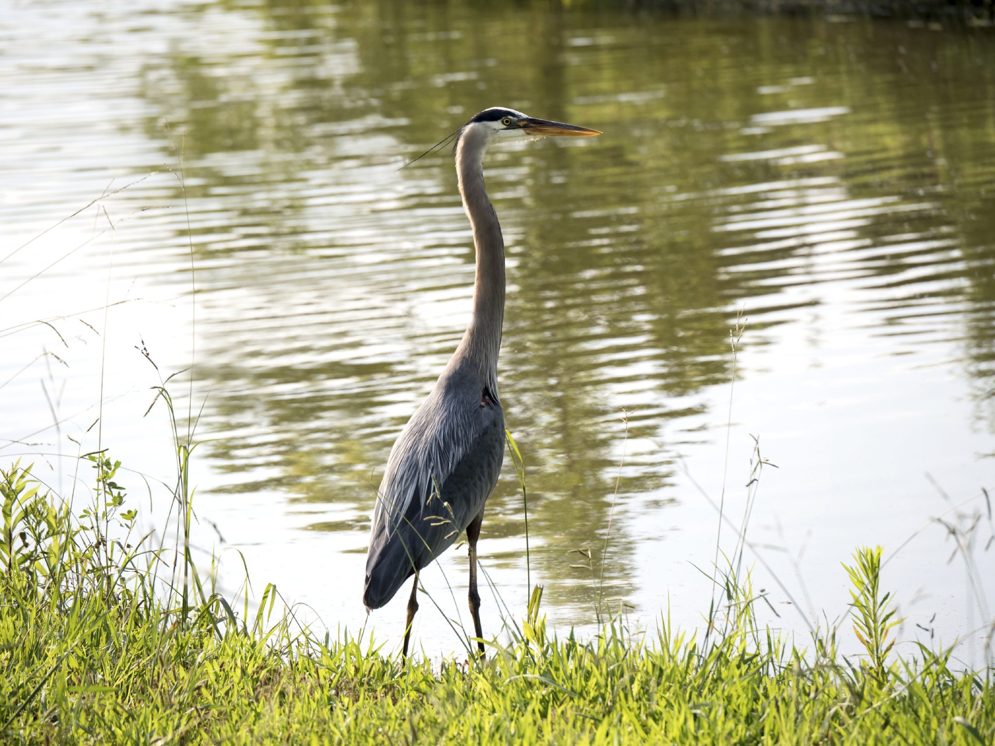 Tall bird standing beside pond