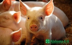 Alabama 4-H Livestock Skillathon; pigs