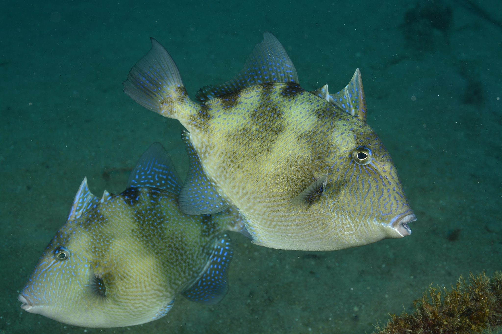 sargassum triggerfish