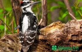 Alabama 4-H WHEP; bird on log