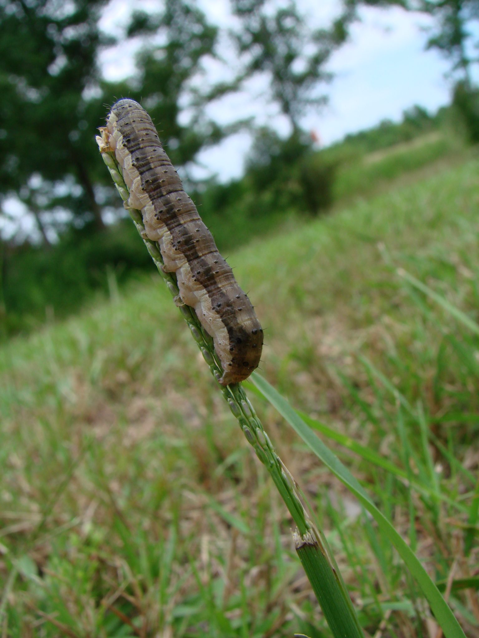 download army worms in lawn