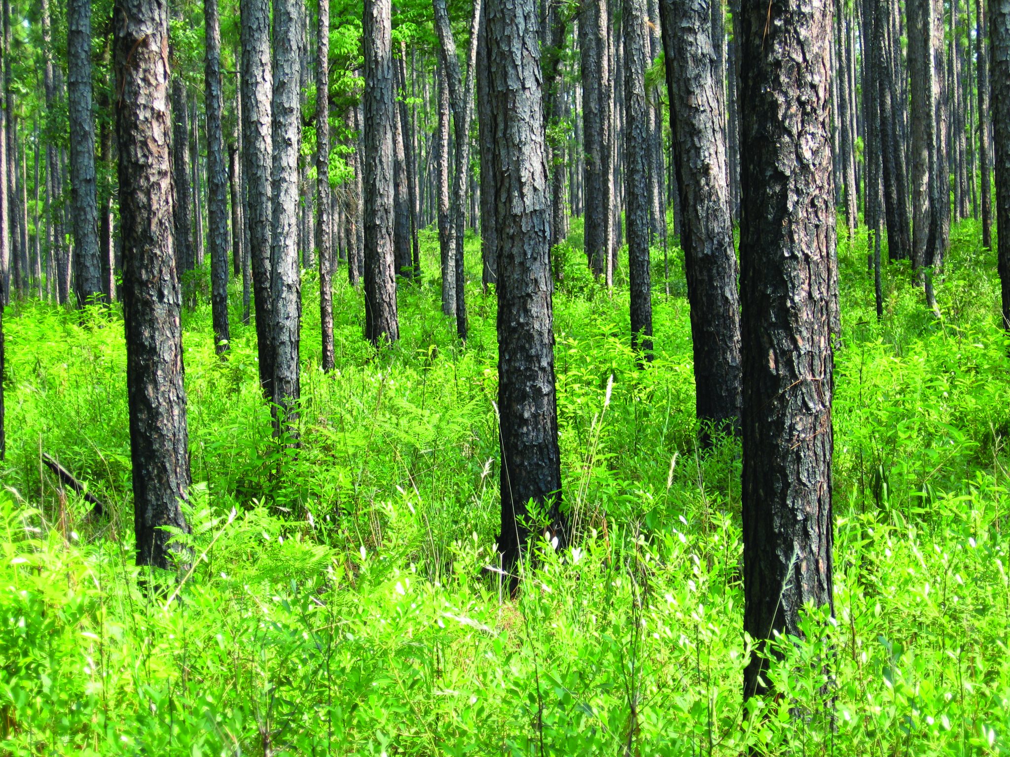 Pine Country: Bringing Back Longleaf Pine Forests