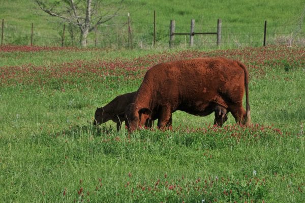 Cow-calf pairs grazing annual ryegrass and crimson clover