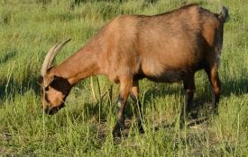 vaccination goats forages nutrition