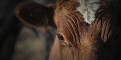 Cow Portrait