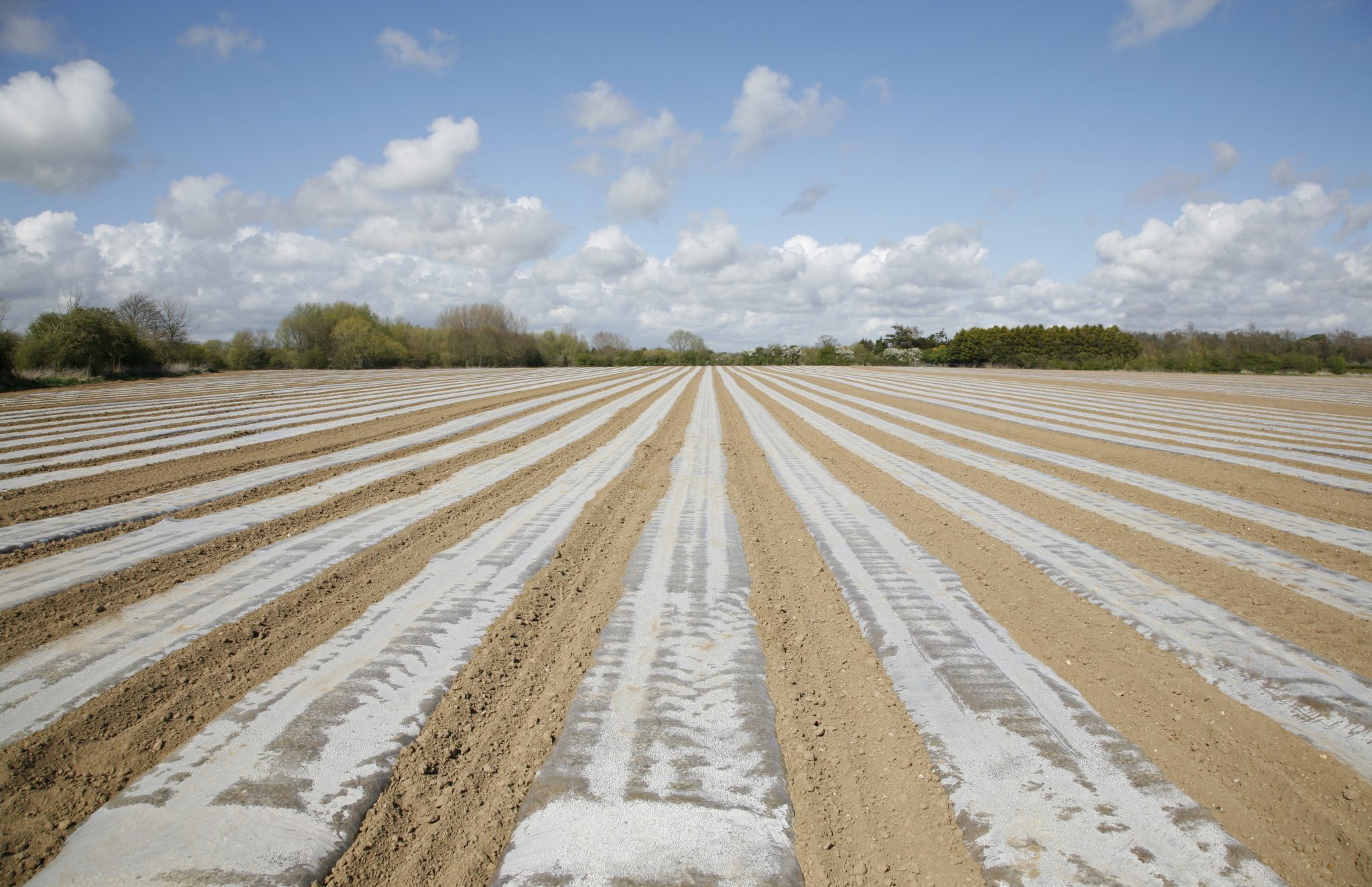 Soil Solarization For Control Of Nematodes & Soilborne Diseases ...