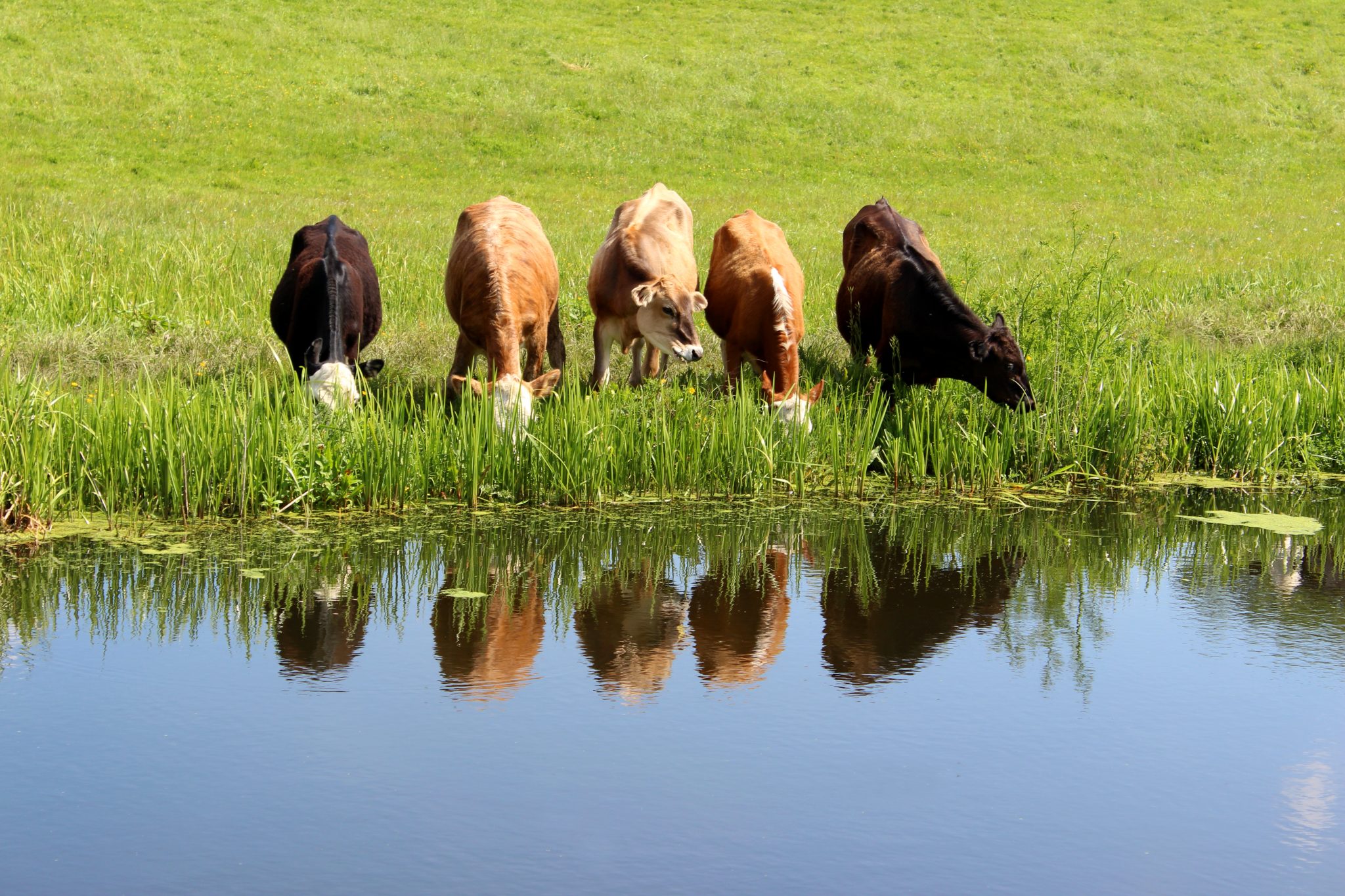 Farm Animals Drinking Water