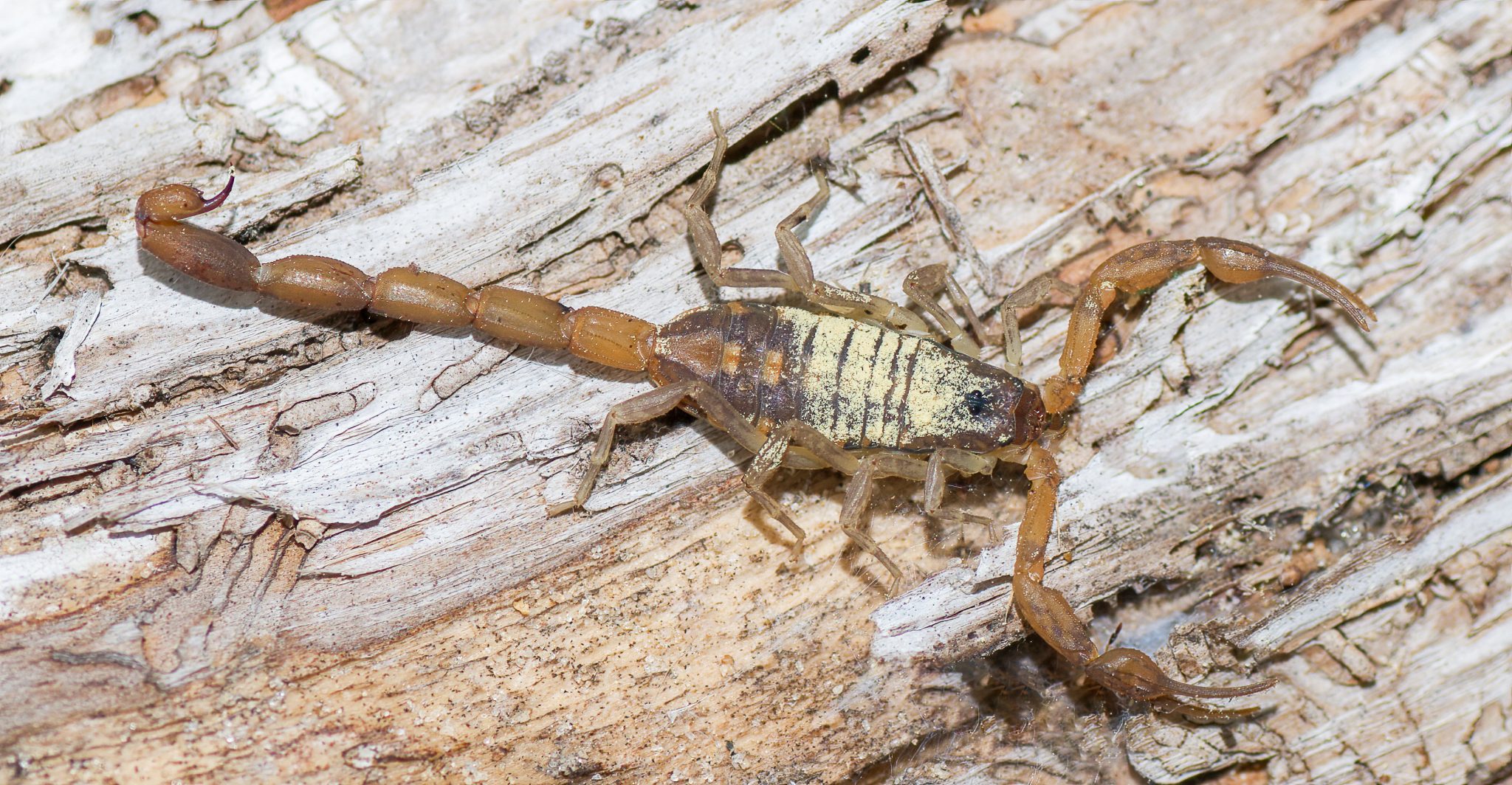 Scorpion Management in Residential Homes - Alabama Cooperative