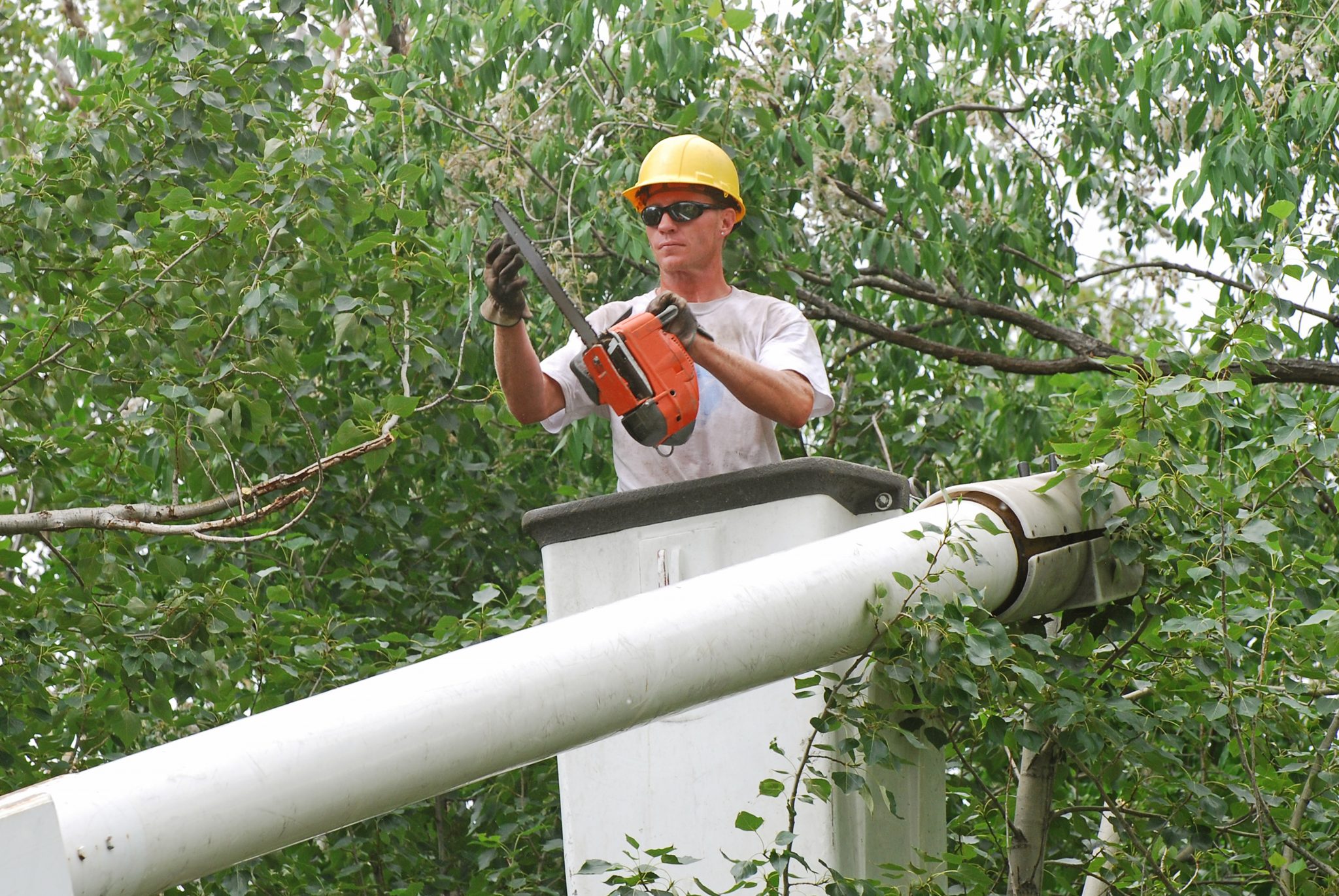 caring-for-trees-hiring-an-arborist-alabama-cooperative-extension-system