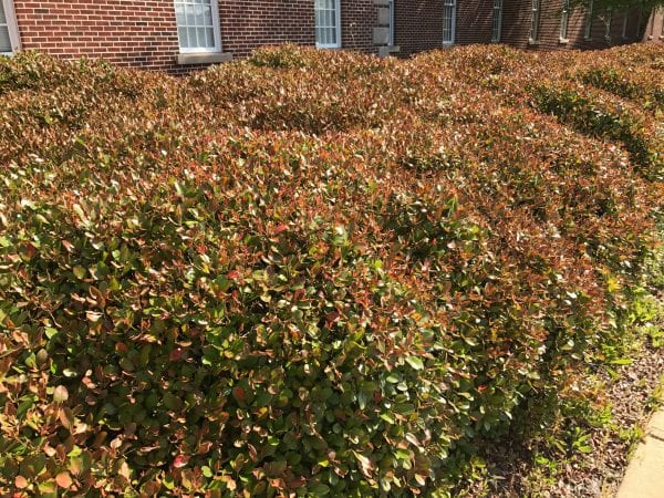 Cold Injury to Ornamental and Fruit Trees - Alabama Cooperative ...