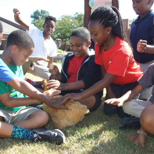 Children sit in a circle and pet a hen.