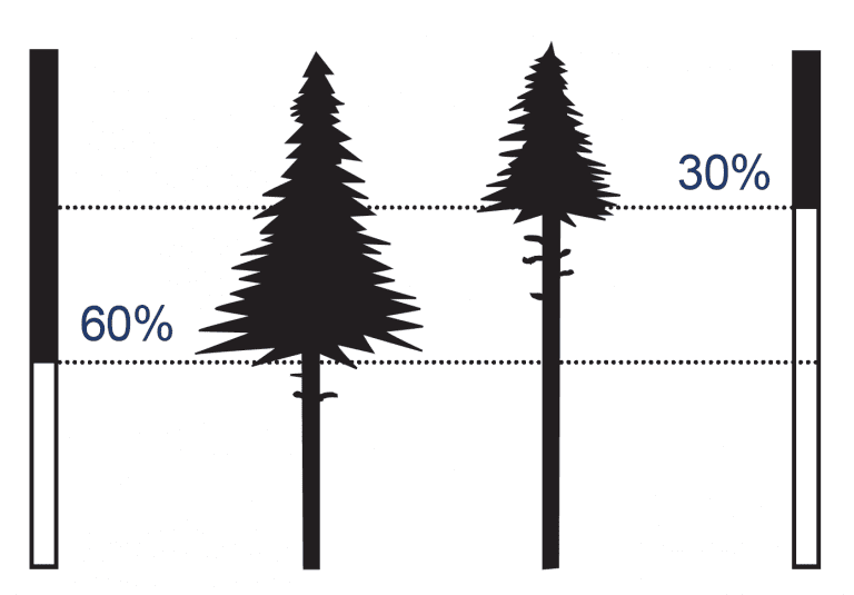 Thinning Loblolly Pine Stands To Benefit Wildlife & Timber Production ...