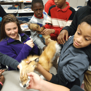 Students pass around a fox pelt in a classroom