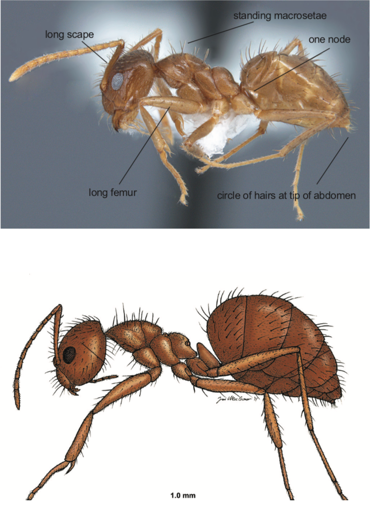 Managing Tawny Crazy Ants in Plant Nurseries - Alabama Cooperative ...