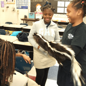 Two students hold a skunk pelt in a classroom