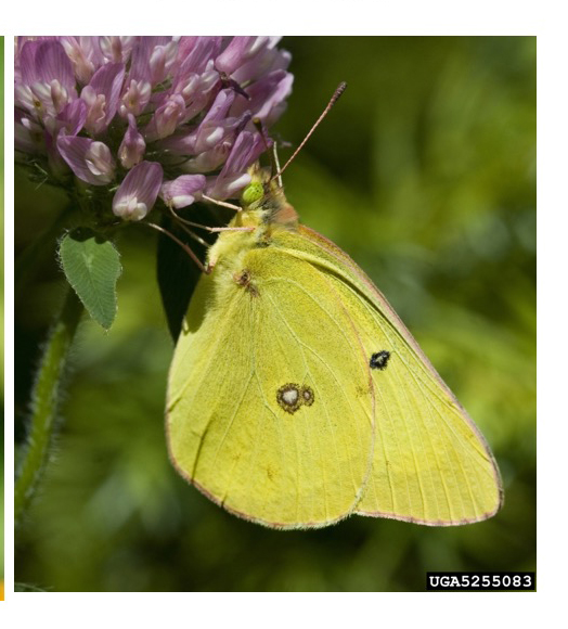 Protecting Pollinators In Urban Areas Safe Use Of Integrated Pest Management Alabama 4190