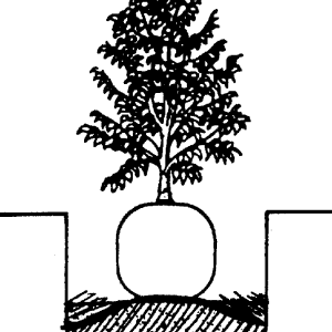 Figure 1. Place plant on mound built in the bottom of the planting hole. The top of the root ball should be 1 inch above the surrounding ground.