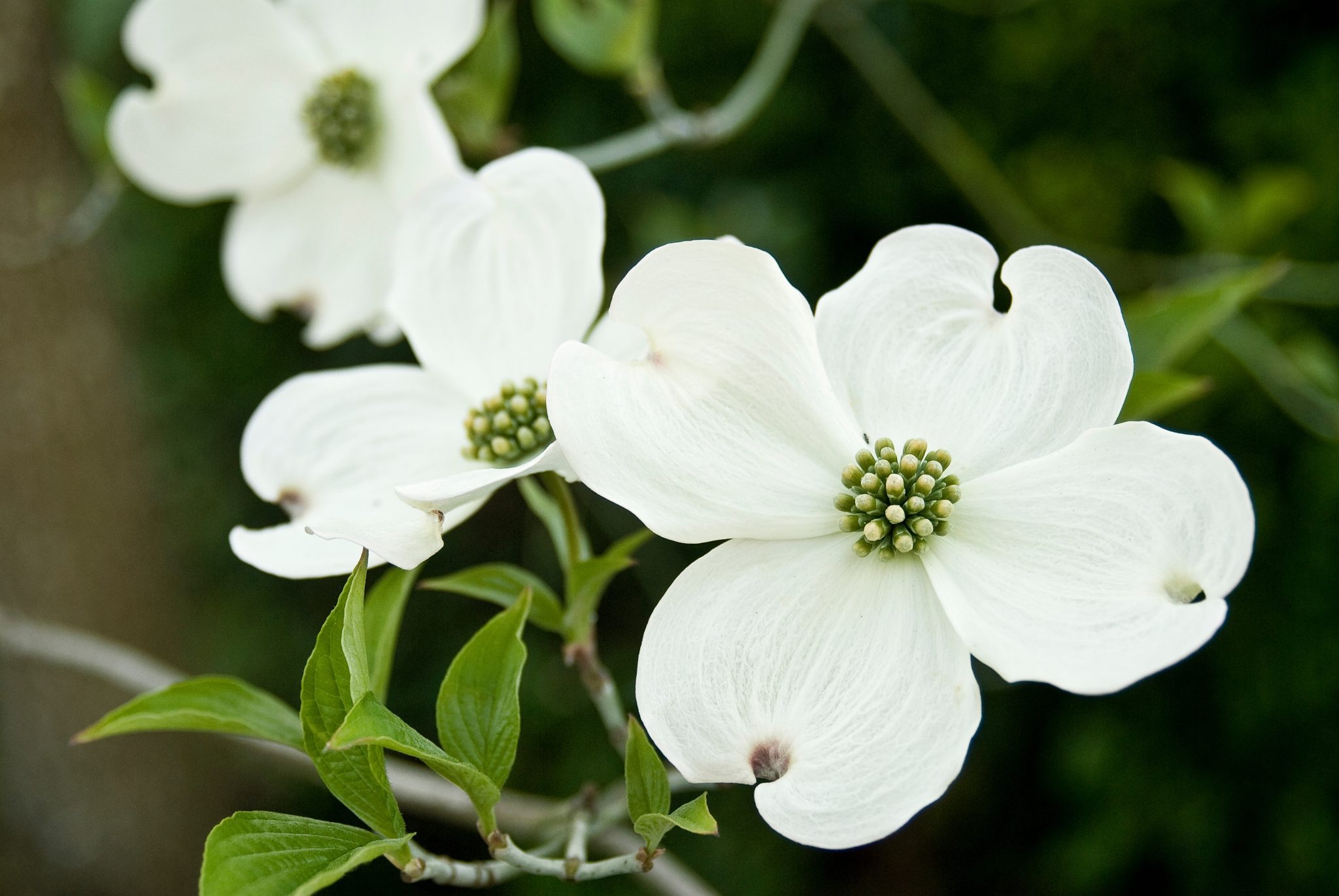 where are dogwood trees found