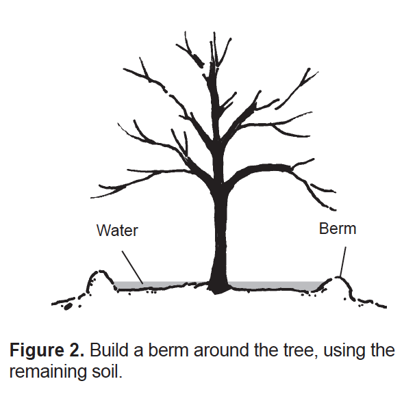 Construir una berma alrededor del árbol, utilizando el suelo restante.