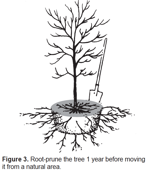 Фигура корень. Root-Balled Tree System.