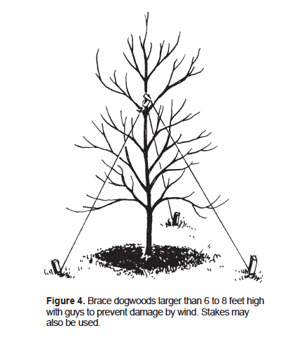 how deep are the roots of a dogwood tree