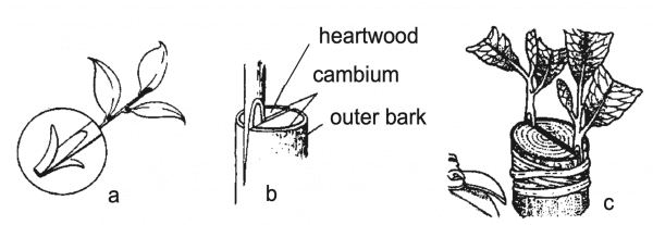 Figure 5. Procedure for cleft grafting: (a) select strong tip cutting, leaving enough stem to trim to a 11⁄2-inch wedge; (b) pry open split in understock and insert scion wedge (be sure to align green inner bark); (c) insert two scions, one on each side of the understock.