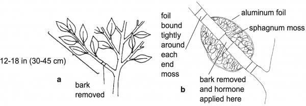 Figure 6. Air layering a camellia