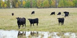 A herd of Black Angus cattle in the pasture.