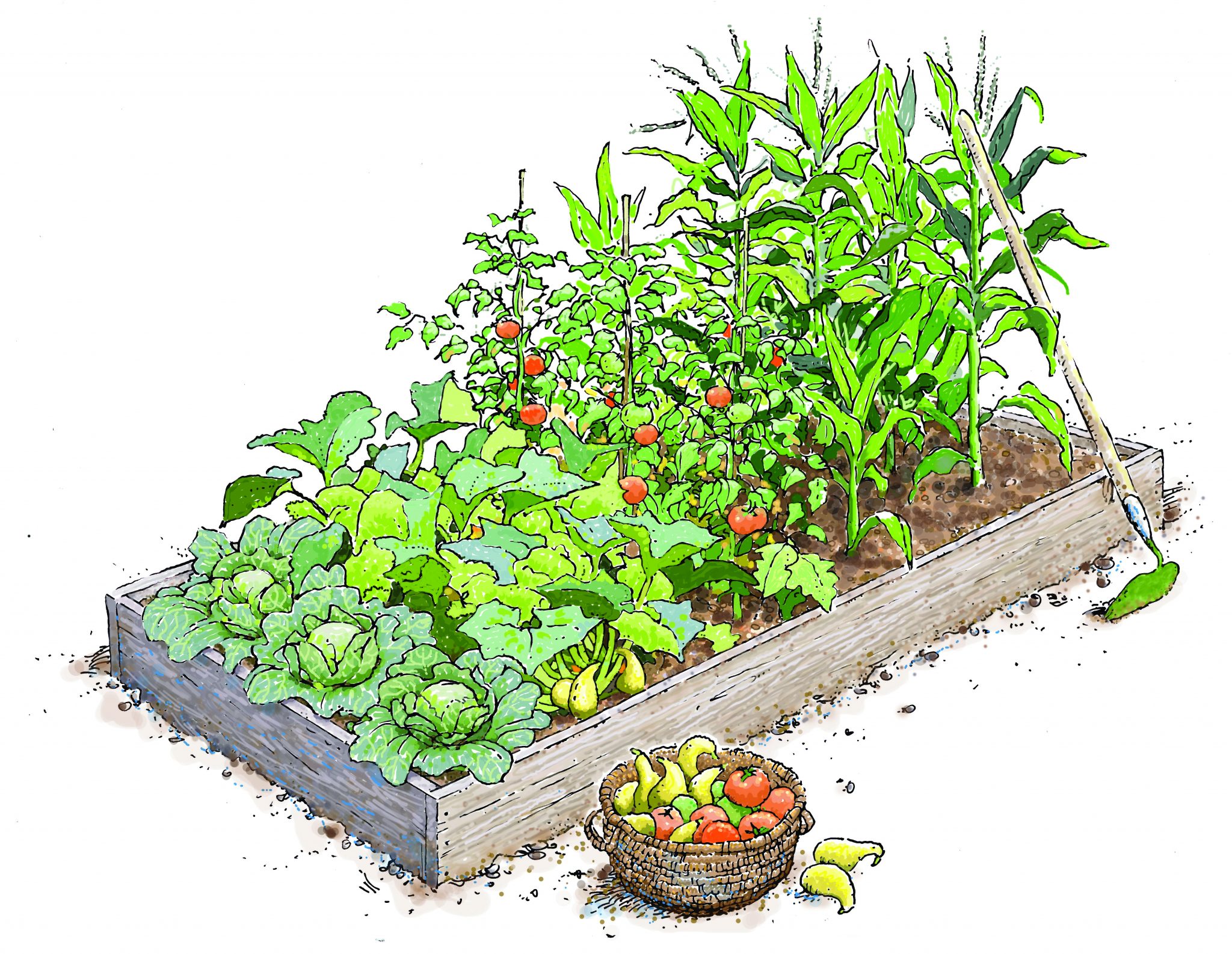 Basic 4x8 Raised Bed Vegetable Garden Layout - gardenpicdesign