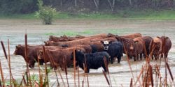 Cattle in a flooded pasture.