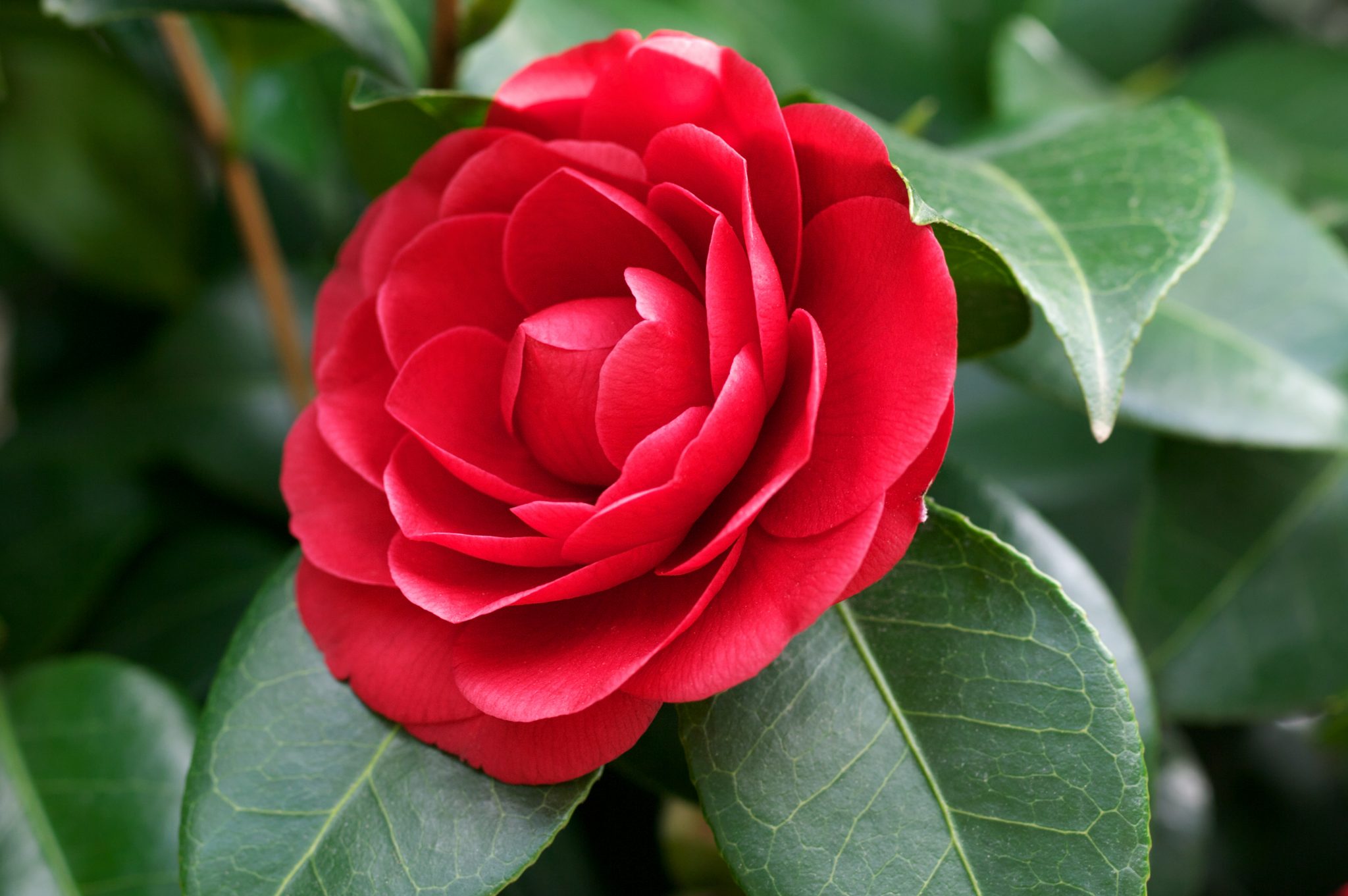 The Culture of Camellias The State Flower of Alabama image